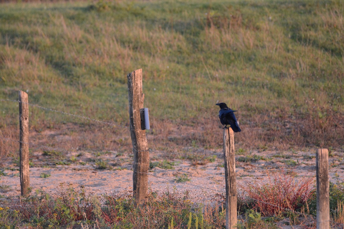 Cornacchia nera - ML642163432