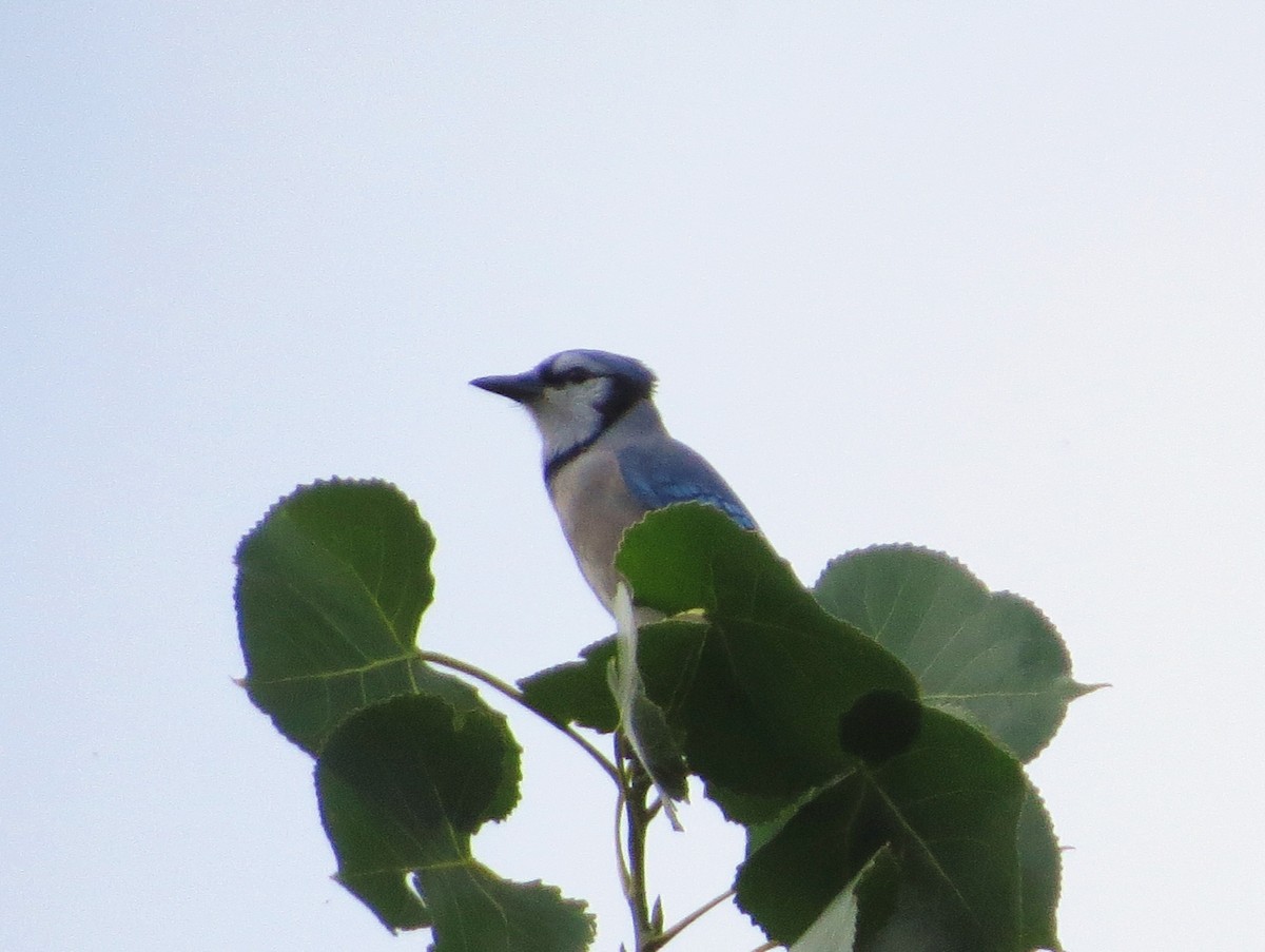 Blue Jay - ML642163448