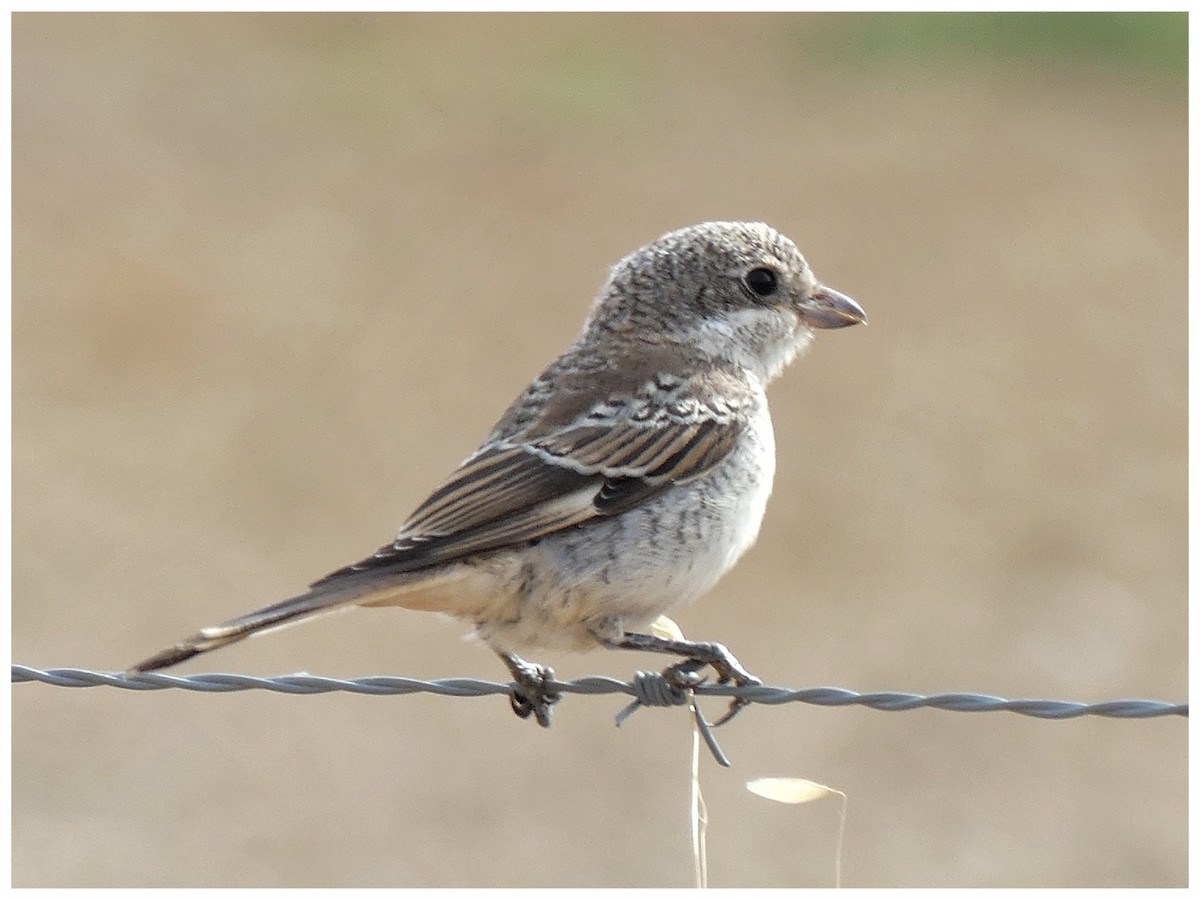 Woodchat Shrike - ML642163455