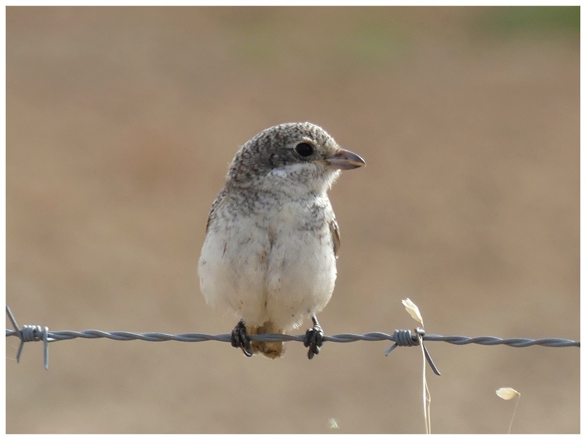 Woodchat Shrike - ML642163456