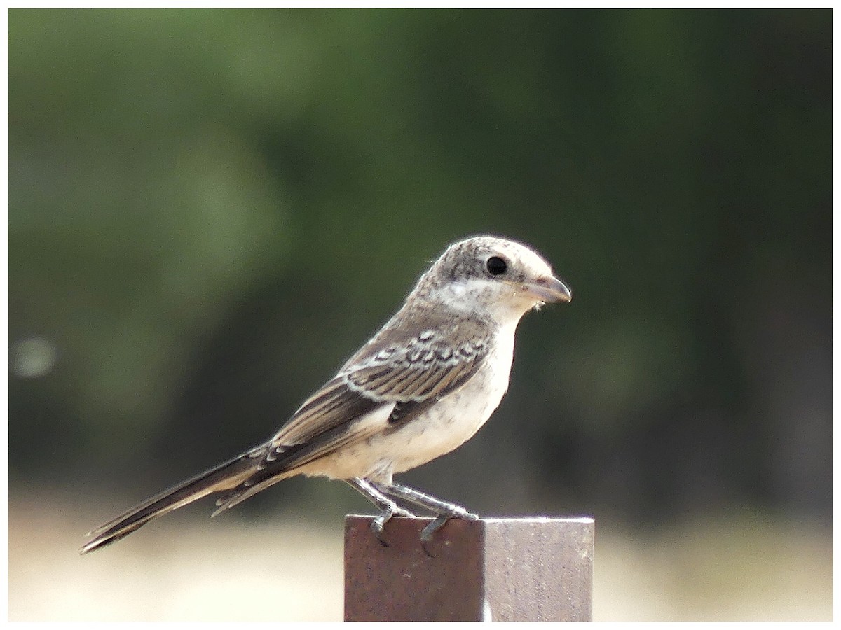 Woodchat Shrike - ML642163457