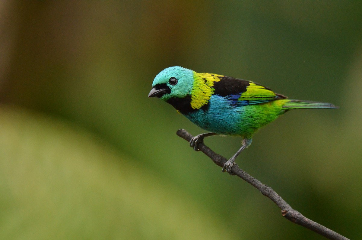Green-headed Tanager - ML642163464