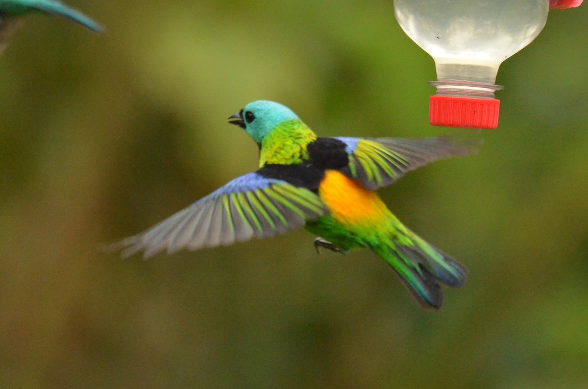 Green-headed Tanager - ML642163467