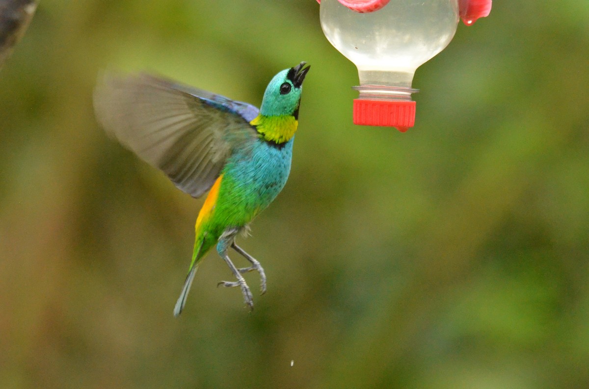 Green-headed Tanager - ML642163469