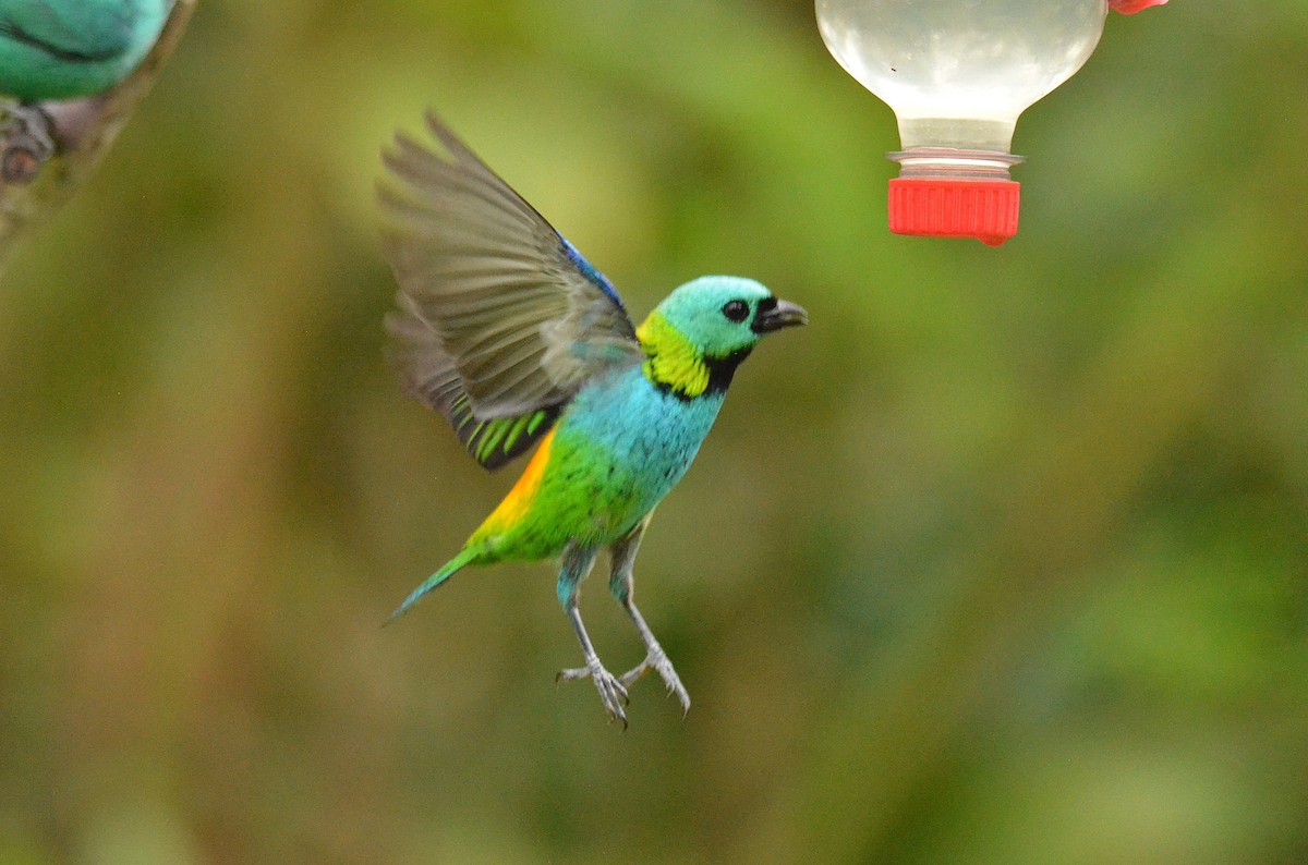 Green-headed Tanager - ML642163471