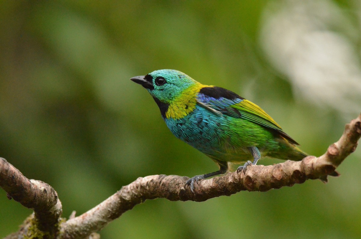 Green-headed Tanager - ML642163472