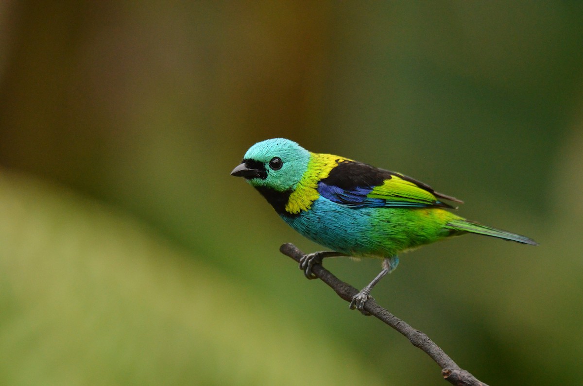 Green-headed Tanager - ML642163473