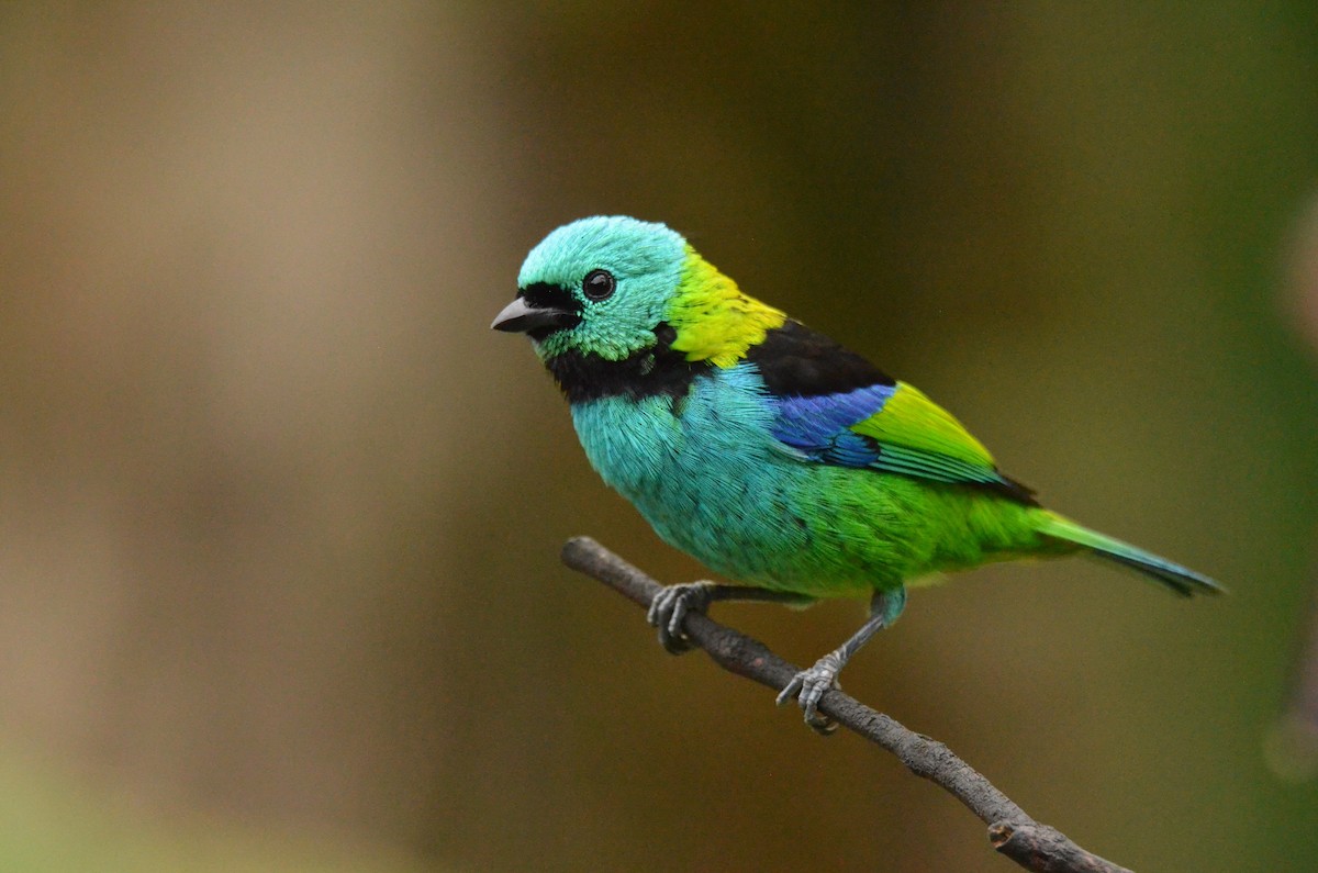 Green-headed Tanager - ML642163474