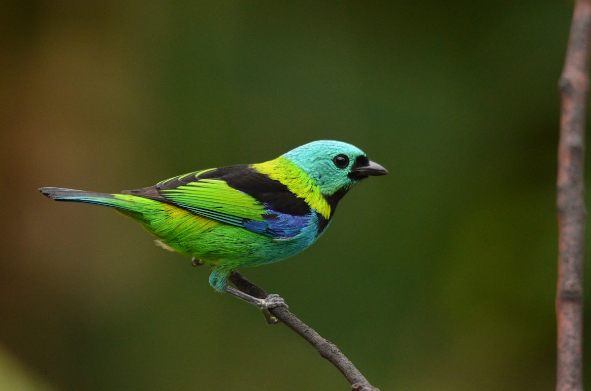 Green-headed Tanager - ML642163475