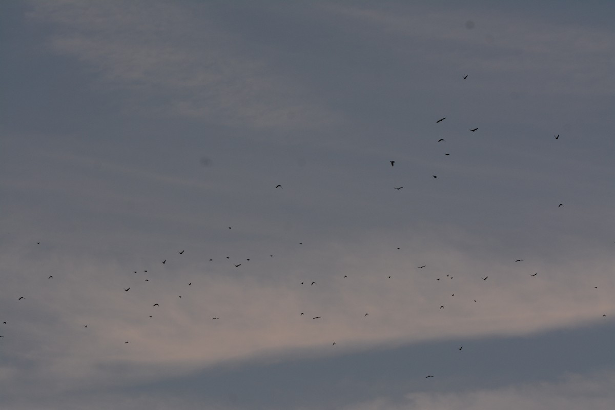 Storno - ML642163499