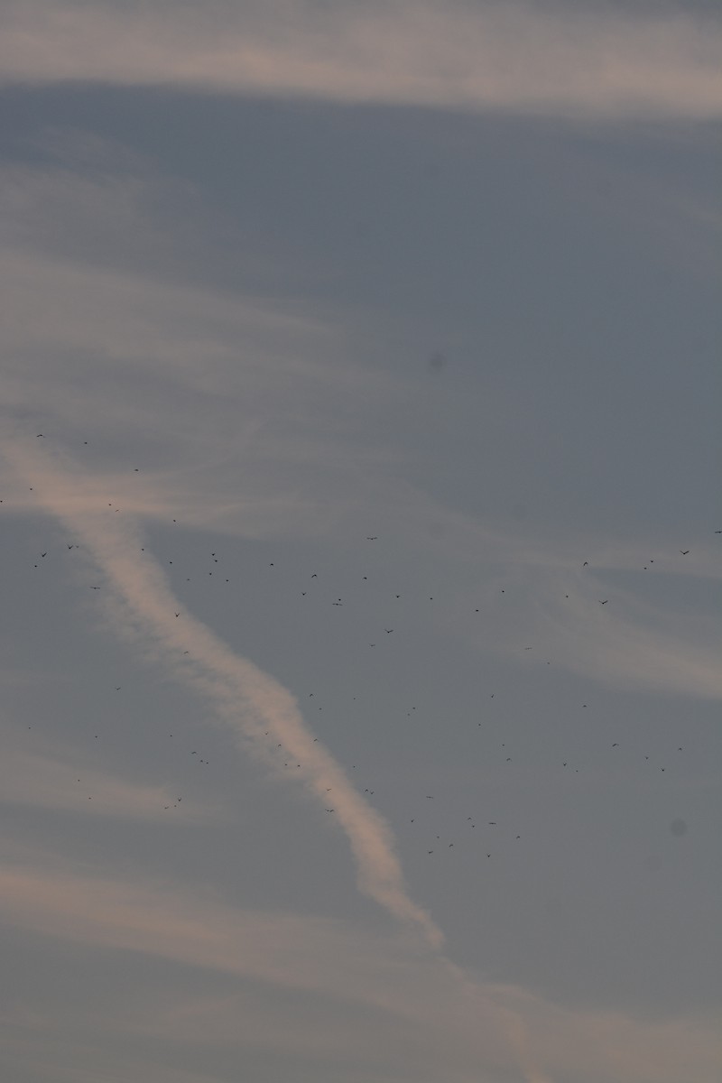 Storno - ML642163500