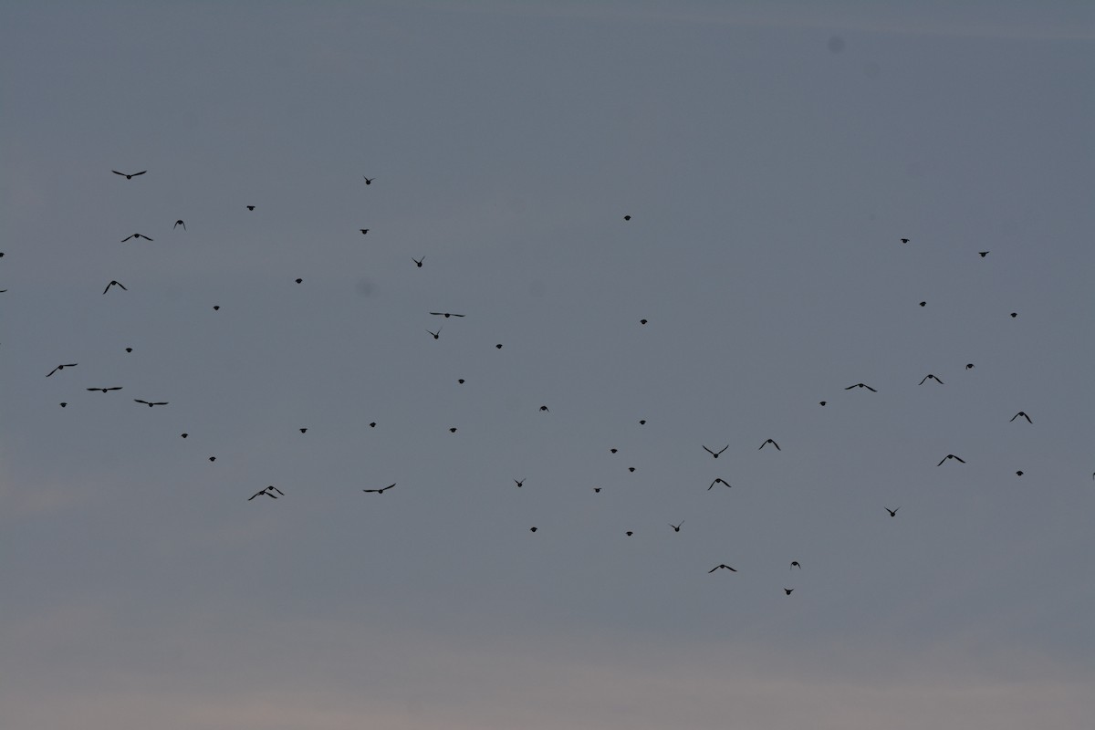 Storno - ML642163501