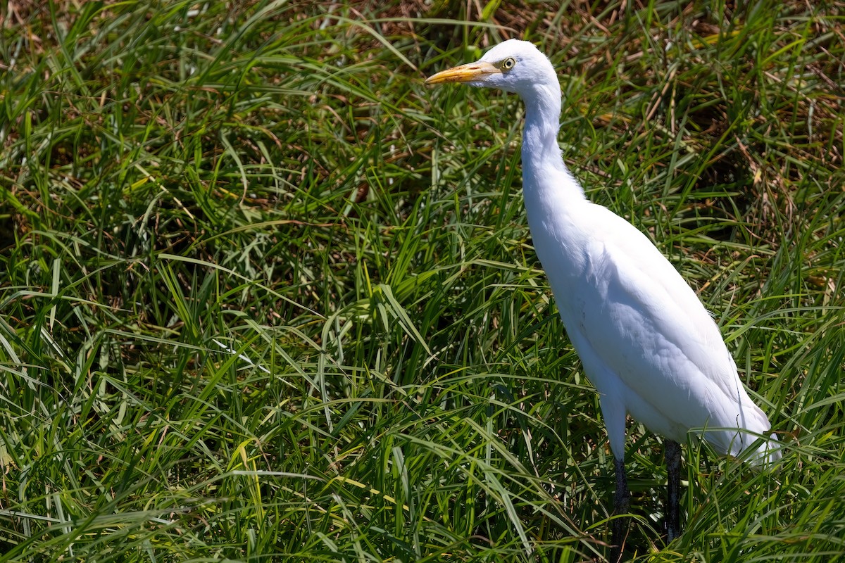 Western Cattle-Egret - ML642163518