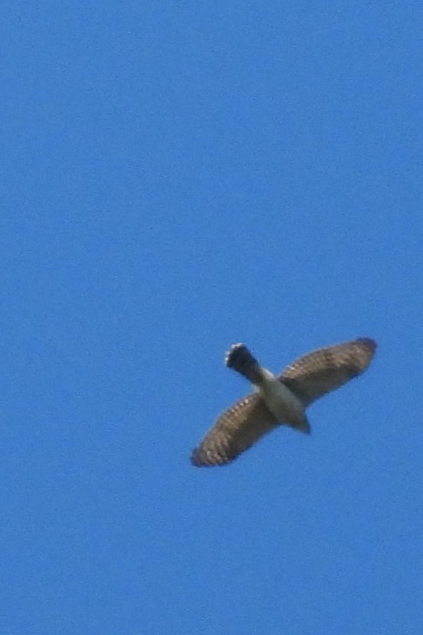 Sharp-shinned Hawk - ML642163545