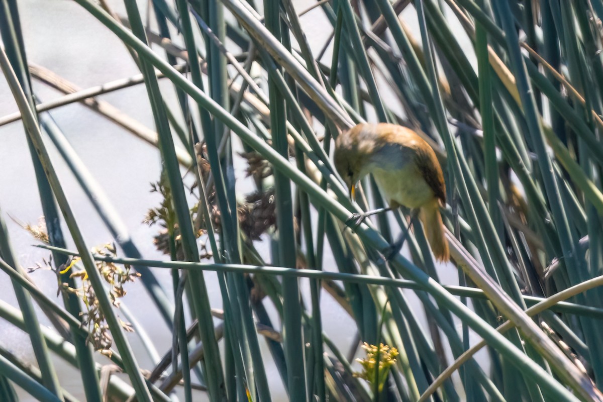 Lesser Swamp Warbler - ML642163553