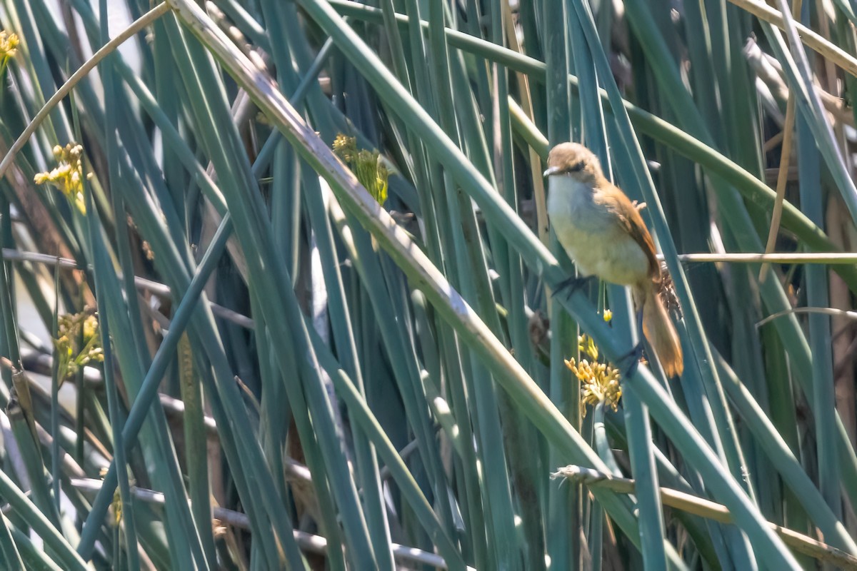 Lesser Swamp Warbler - ML642163554