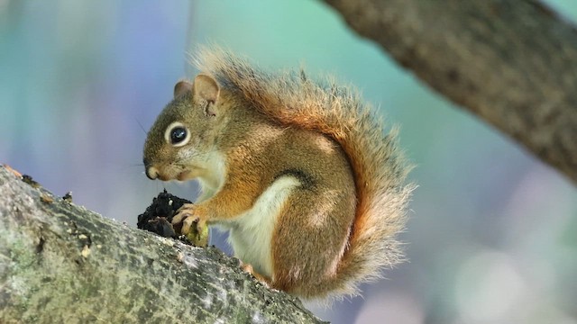 American Red Squirrel - ML642163589