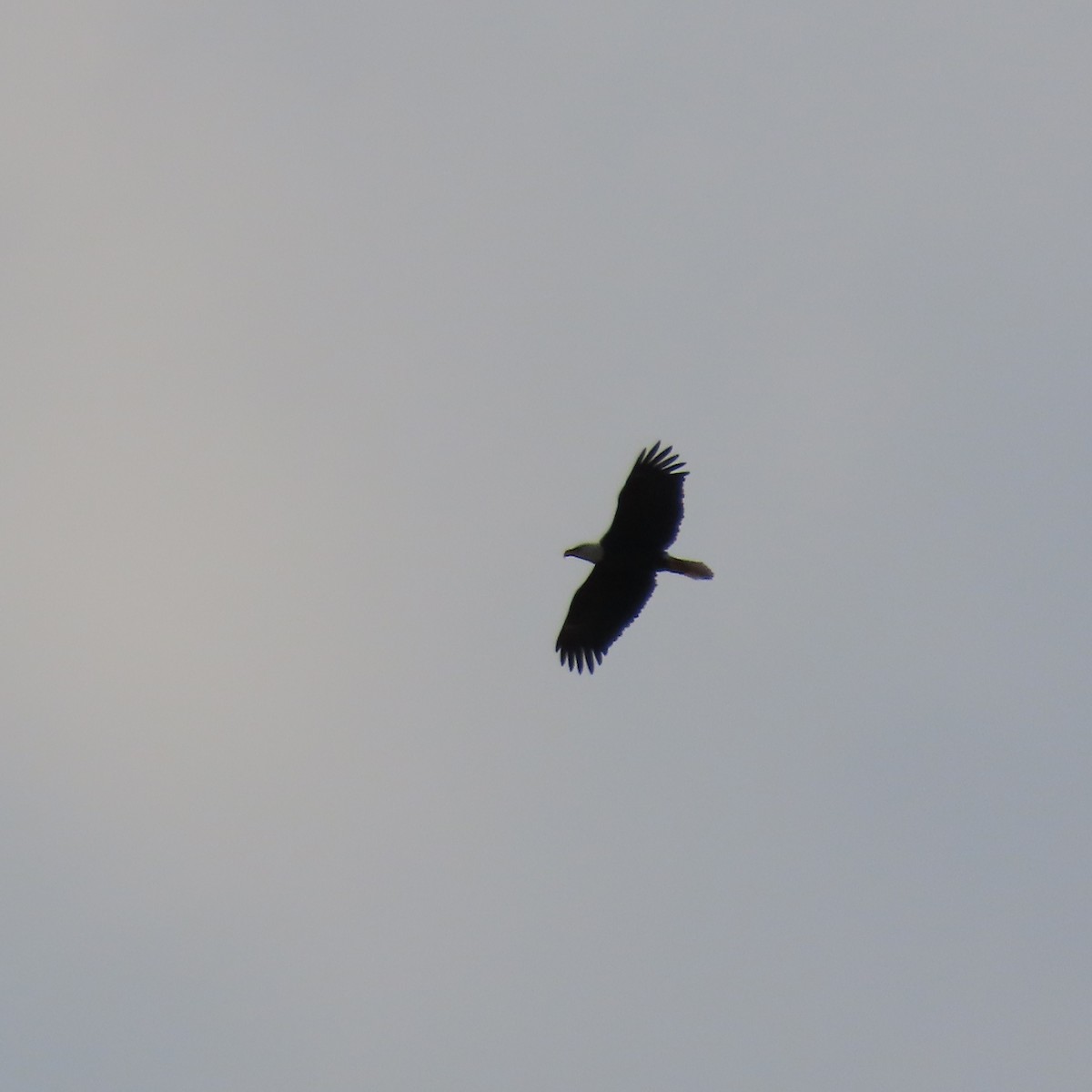 Bald Eagle - ML642163620