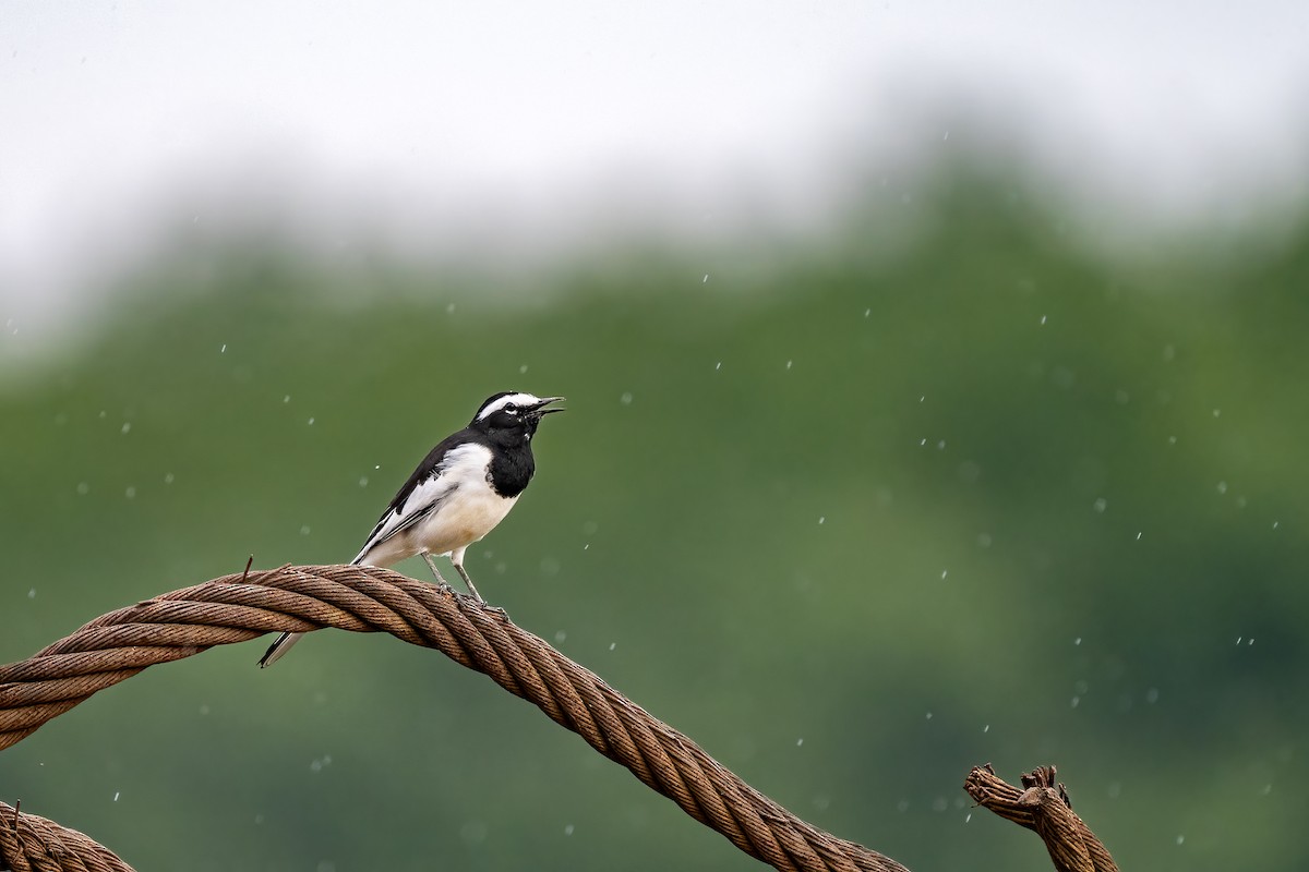 White-browed Wagtail - ML642163622