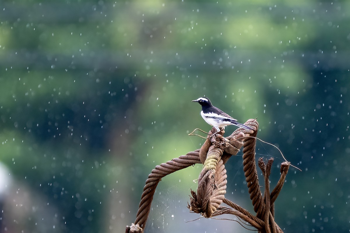 White-browed Wagtail - ML642163623