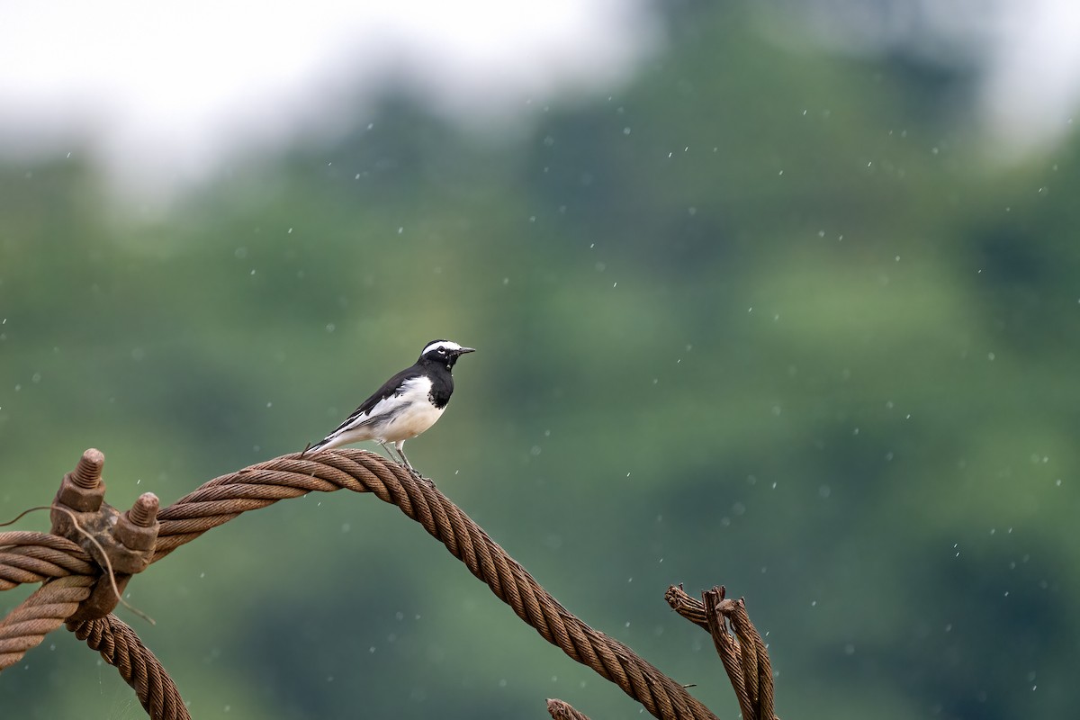 White-browed Wagtail - ML642163624
