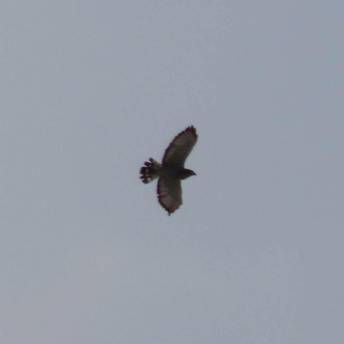 Broad-winged Hawk - ML642163634