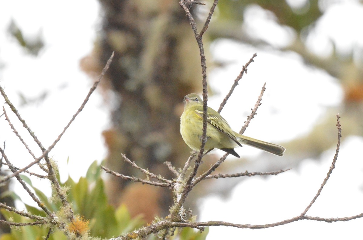 Greenish Tyrannulet - ML642163640