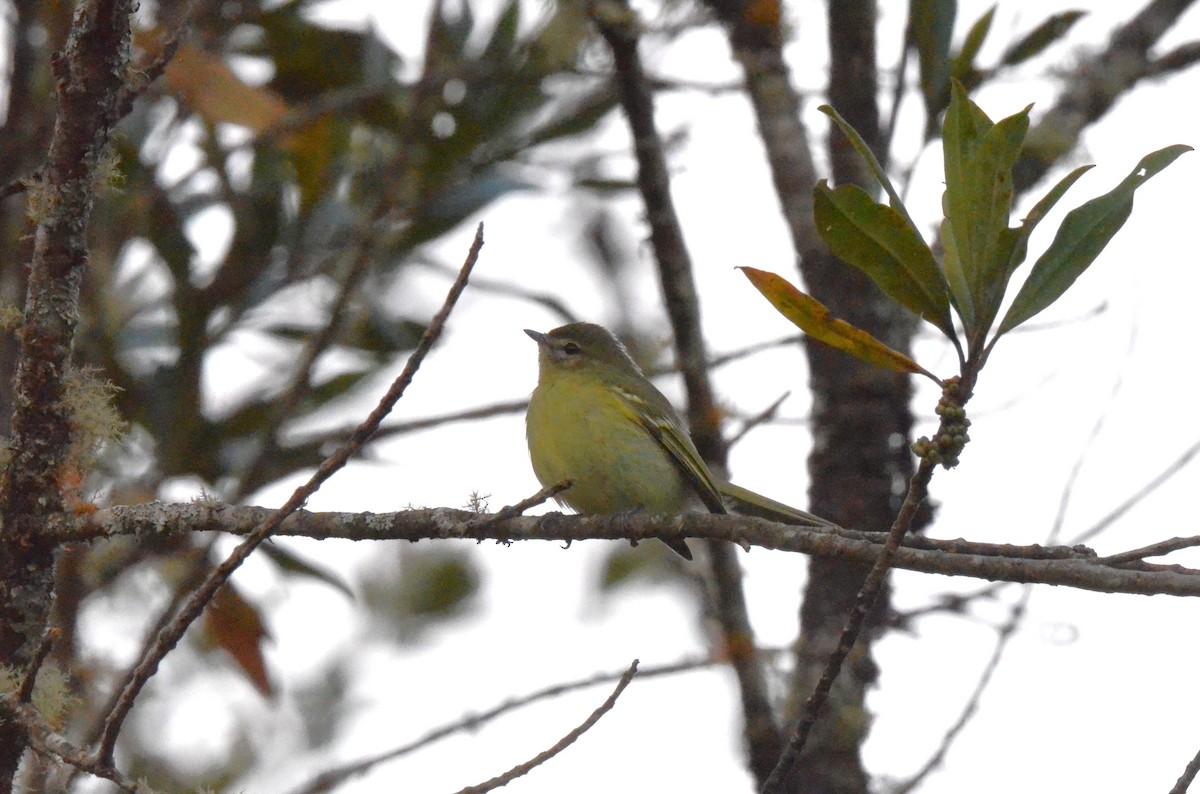 Greenish Tyrannulet - ML642163641