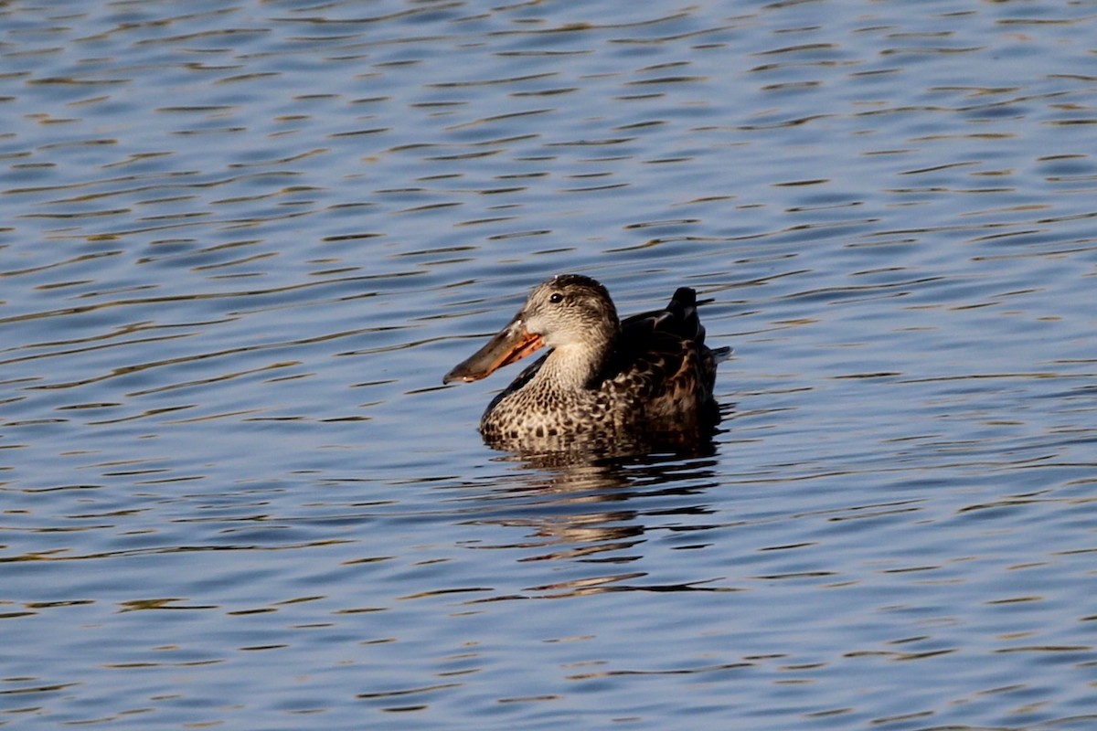 Халбага нугас - ML642163642