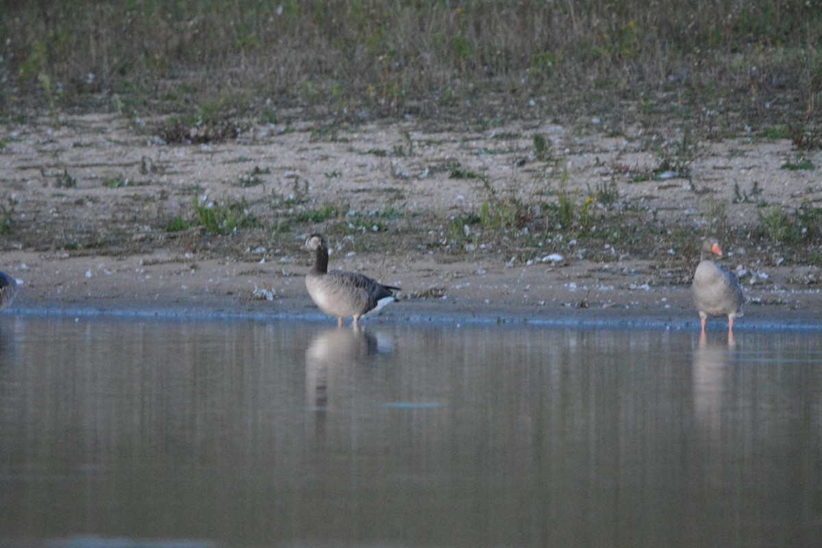 Oca selvatica x canadese (ibrido) - ML642163673
