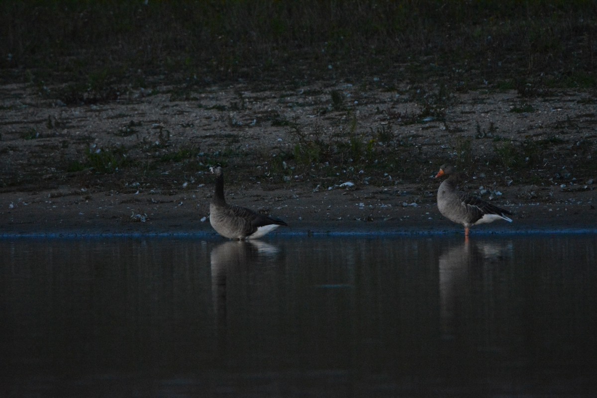 Oca selvatica x canadese (ibrido) - ML642163674
