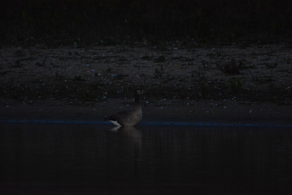 Oca selvatica x canadese (ibrido) - ML642163675