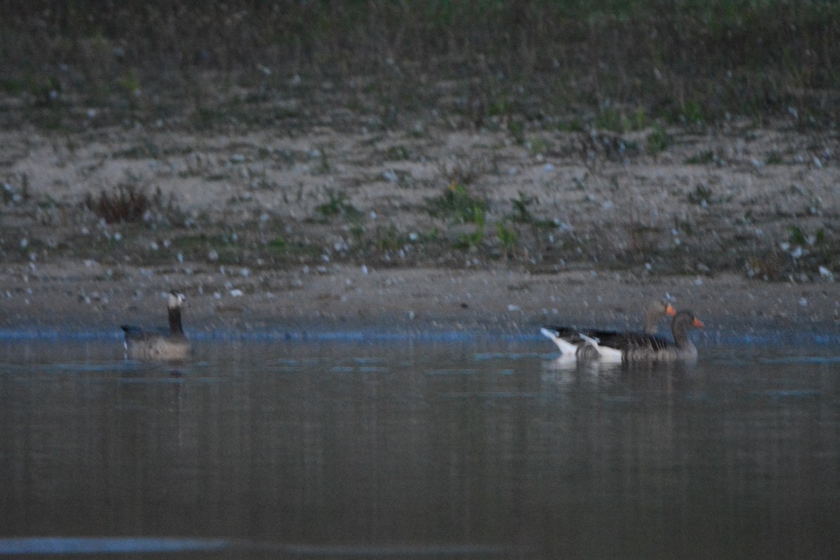 Oca selvatica x canadese (ibrido) - ML642163676