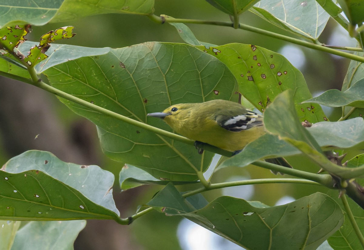 Common Iora - ML642163700