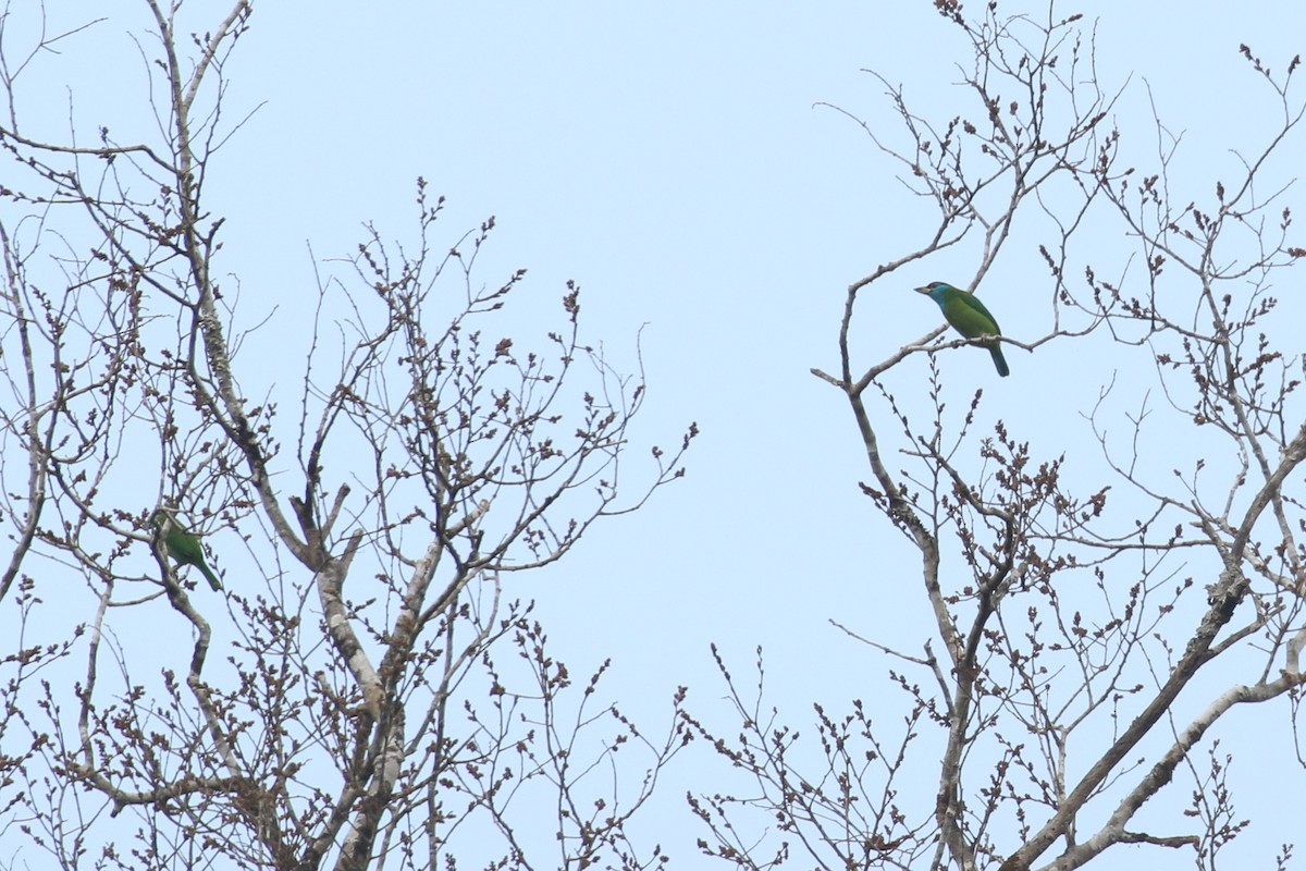 Blue-throated Barbet - ML642163762