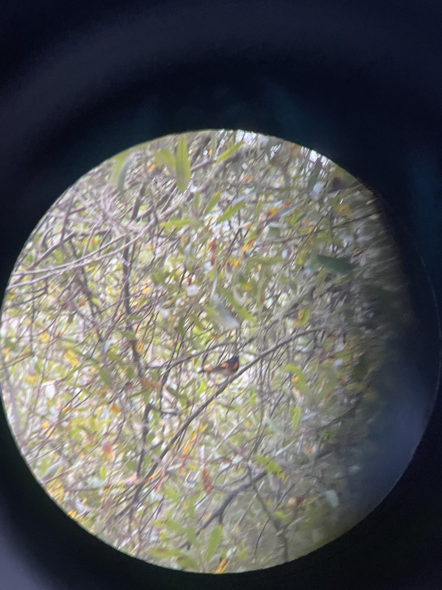 Paruline flamboyante - ML642163766