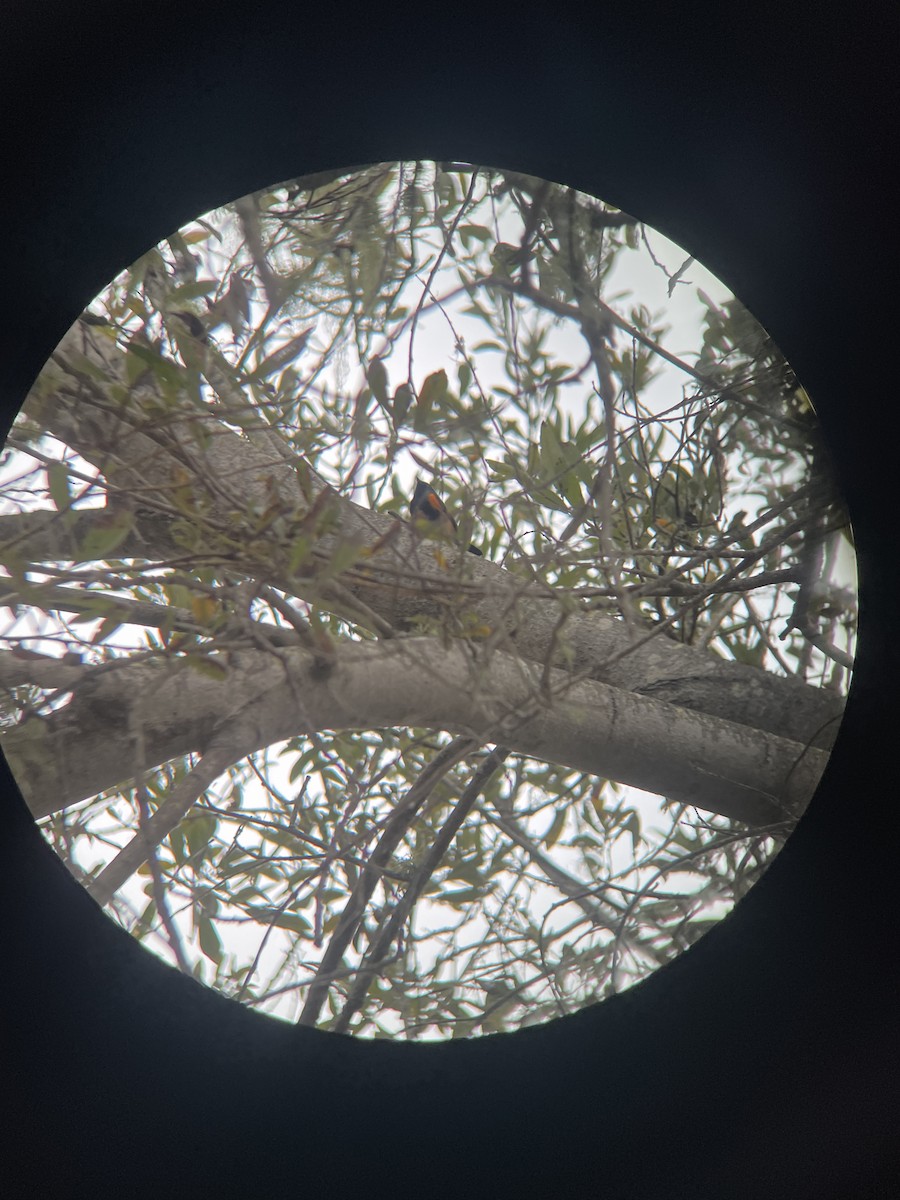 Paruline flamboyante - ML642163767