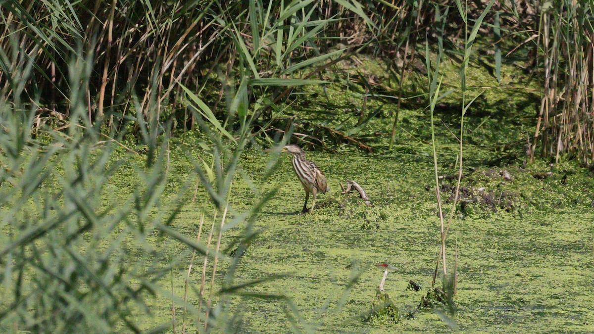Little Bittern - ML642163769