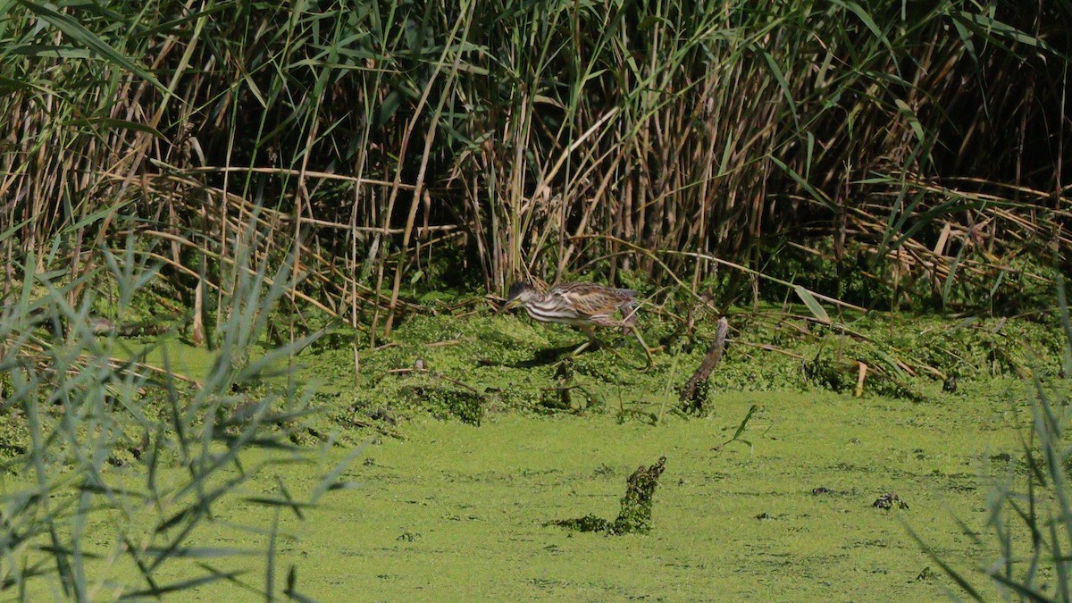 Little Bittern - ML642163770