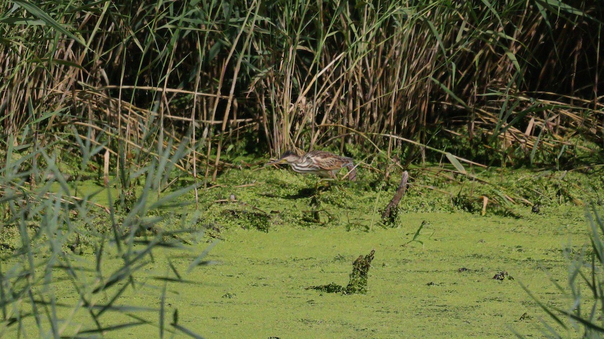 Little Bittern - ML642163771