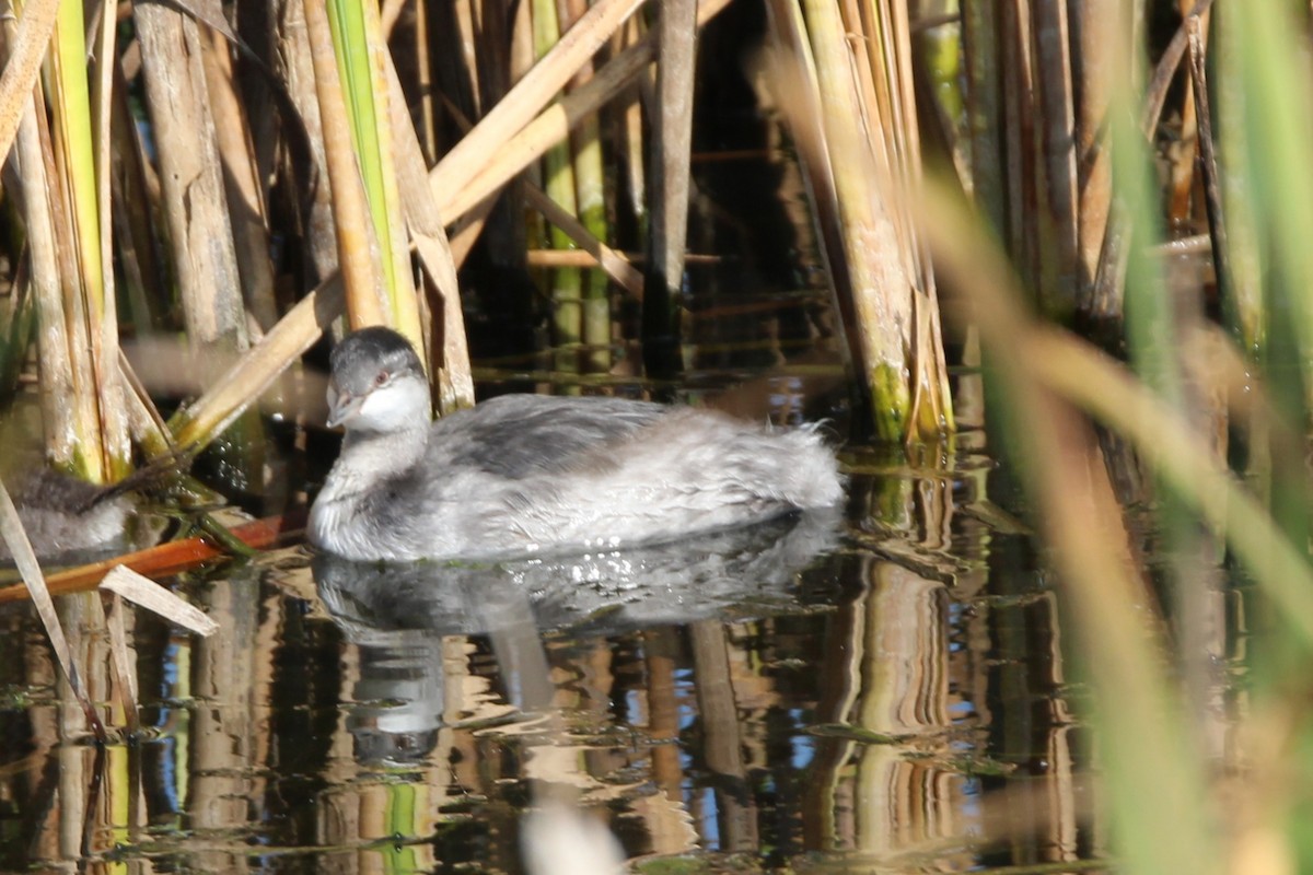 Horned Grebe - ML642163774