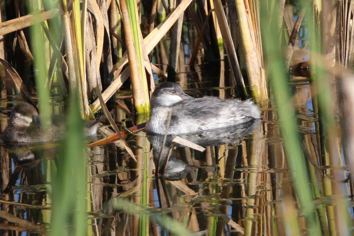 Horned Grebe - ML642163792