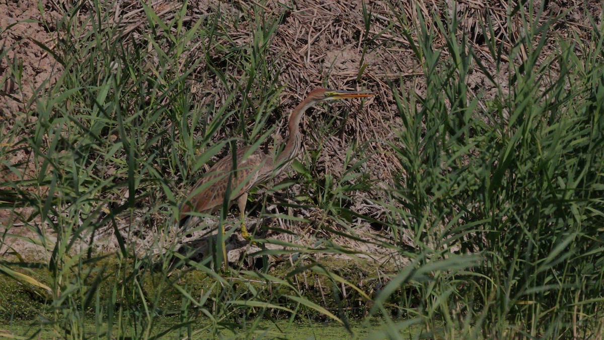 Purple Heron - ML642163793
