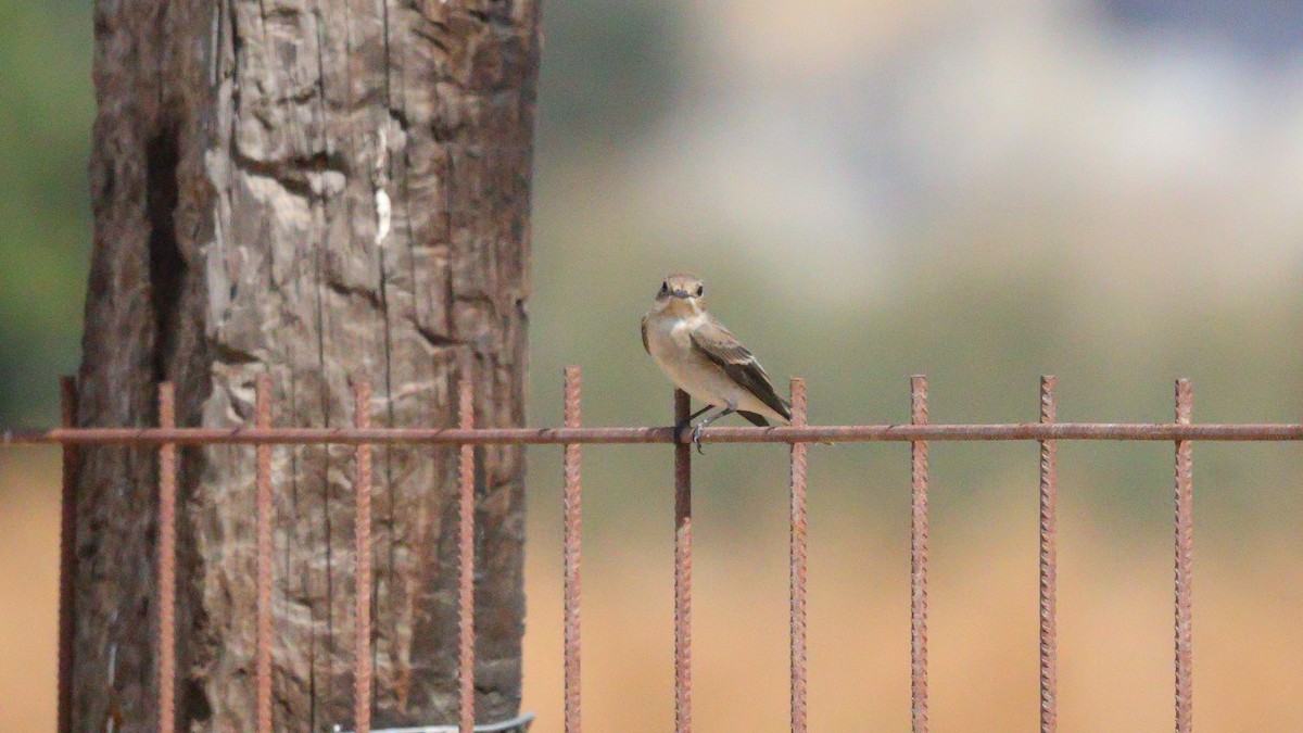 European Pied Flycatcher - ML642163797