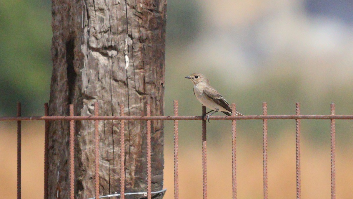 European Pied Flycatcher - ML642163798