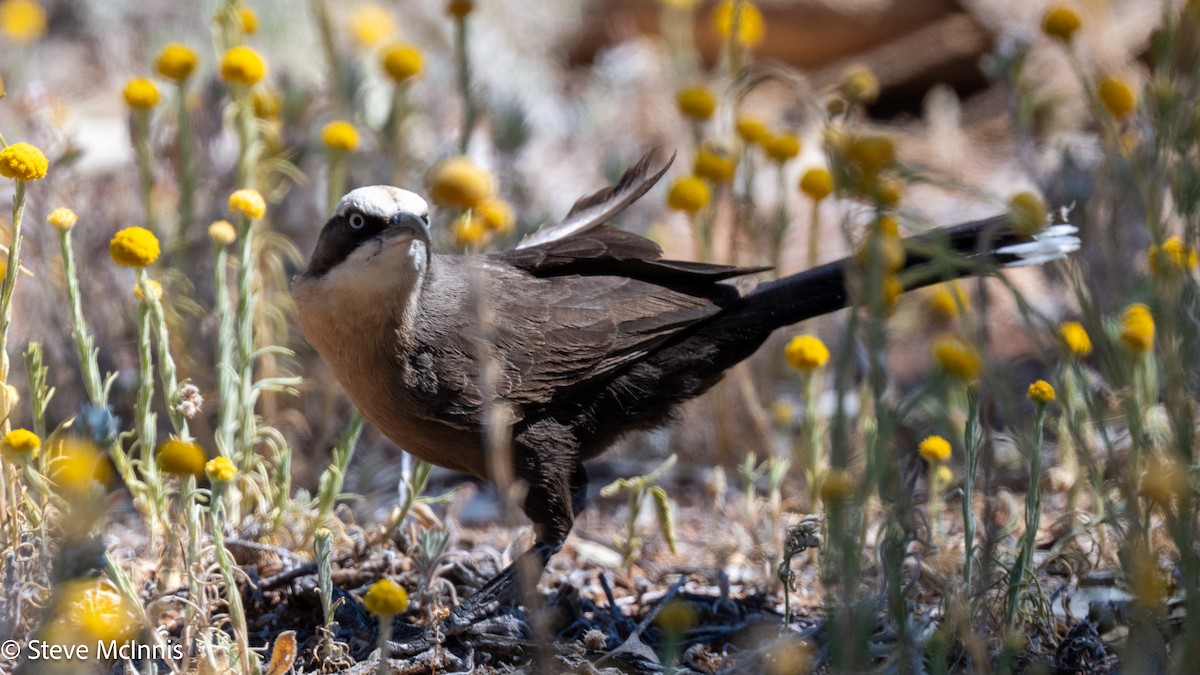 Gray-crowned Babbler - ML642163804