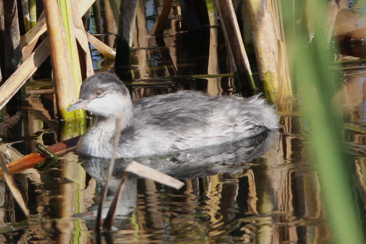 Horned Grebe - ML642163807
