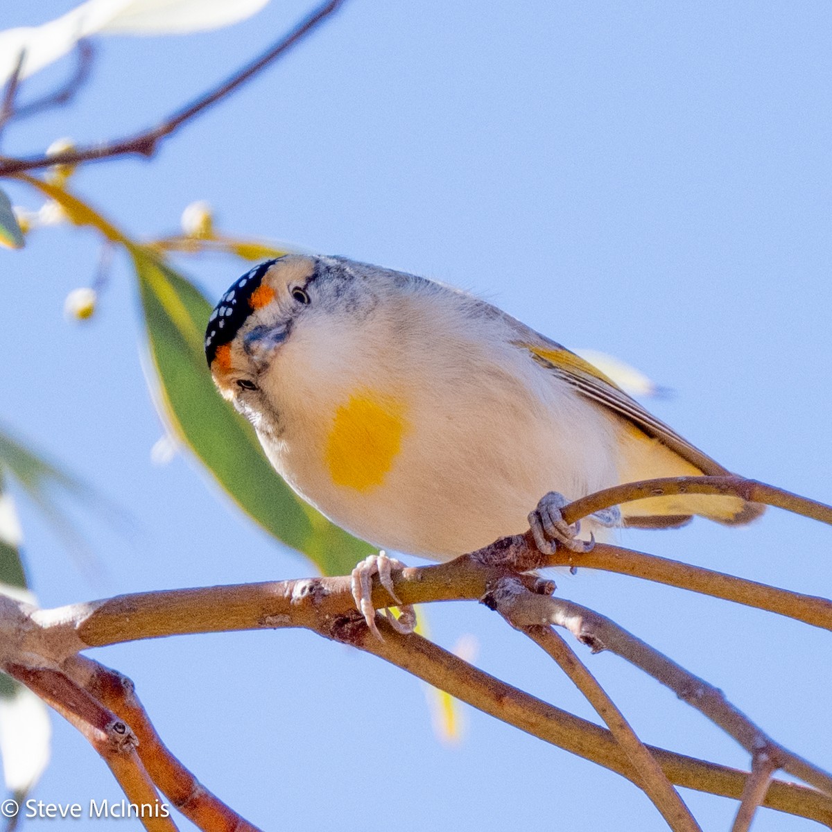 Red-browed Pardalote - ML642163811