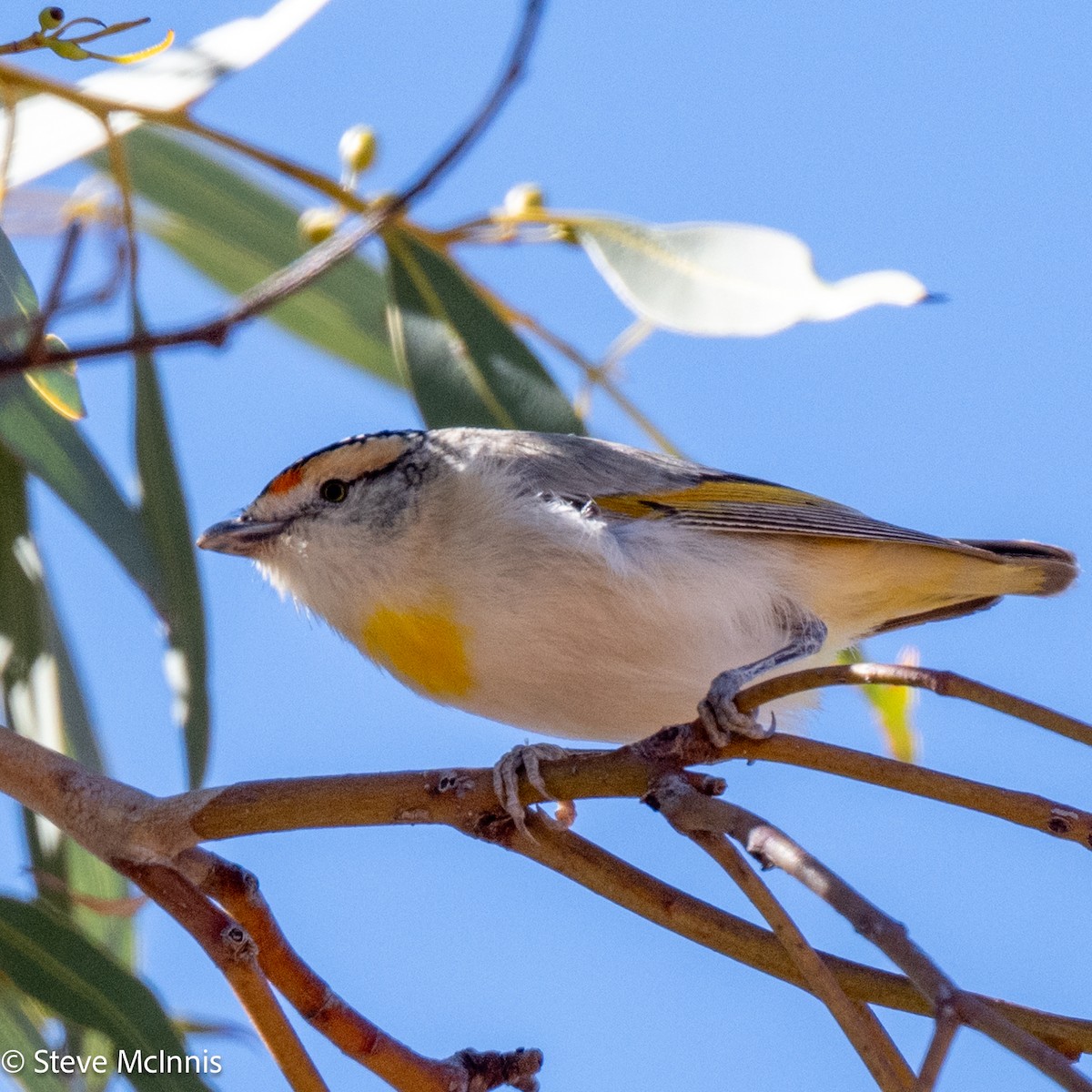 Red-browed Pardalote - ML642163812