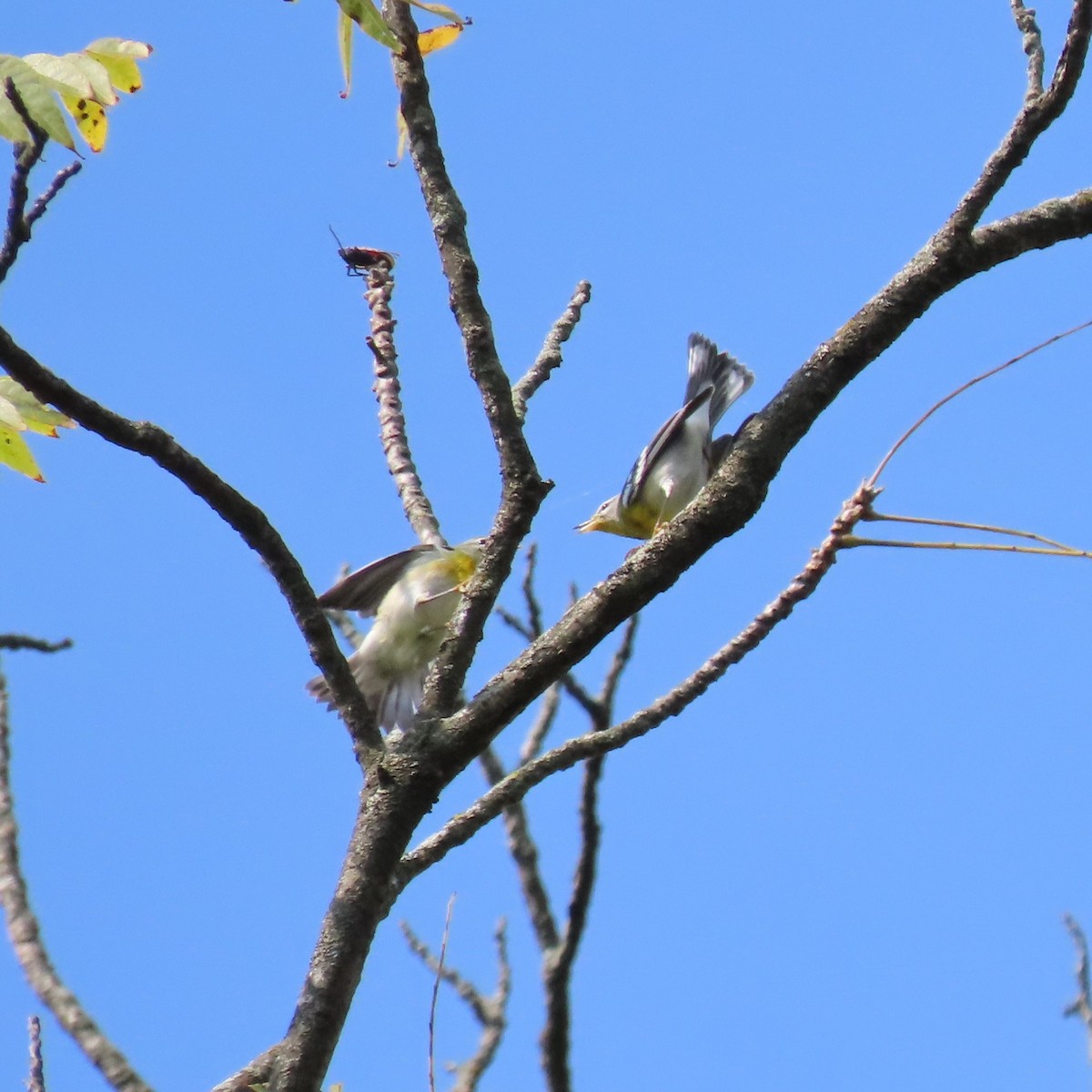Northern Parula - ML642163814